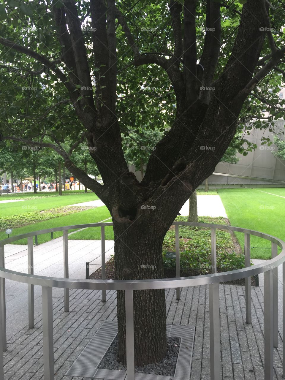 Ground Zero Tree