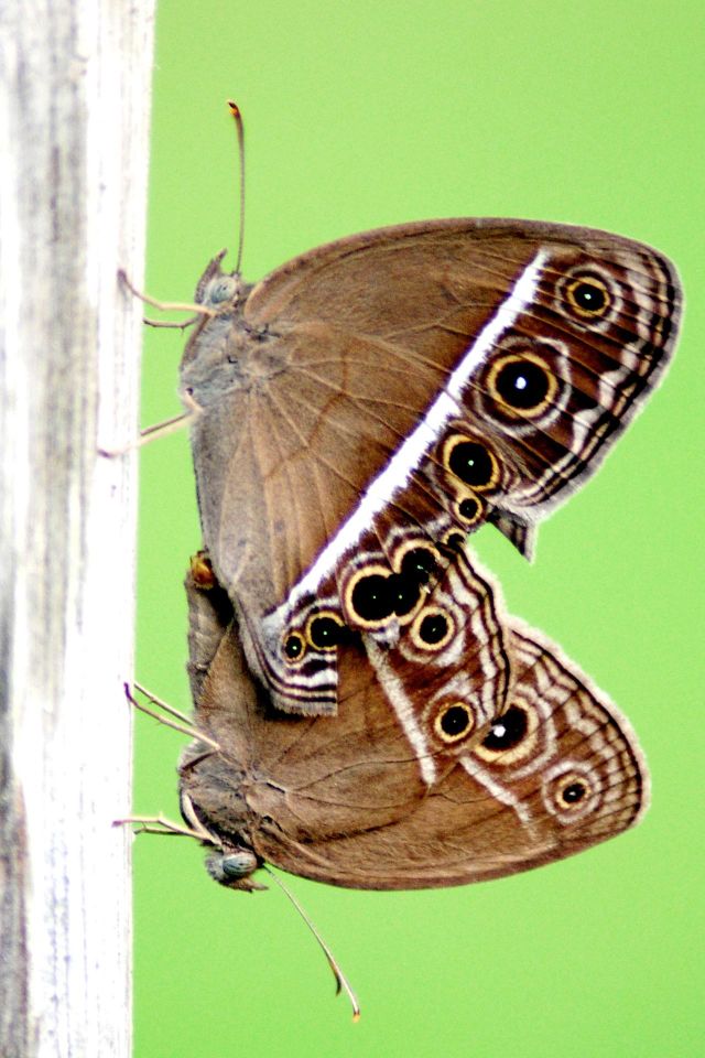 butterflies love