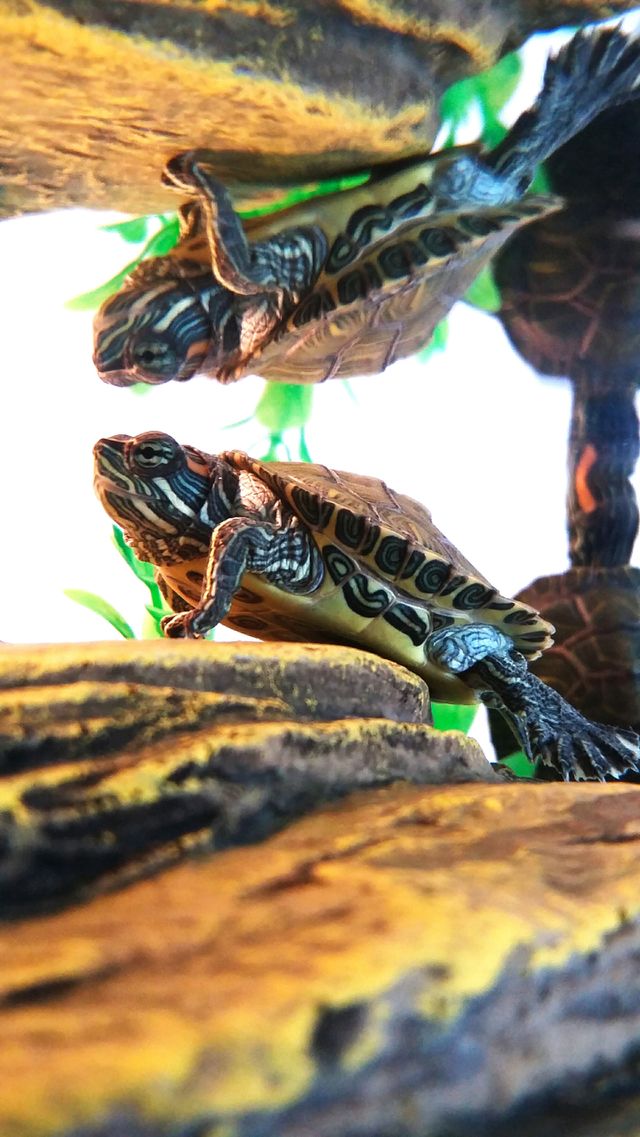 Red Ear Slider Close up