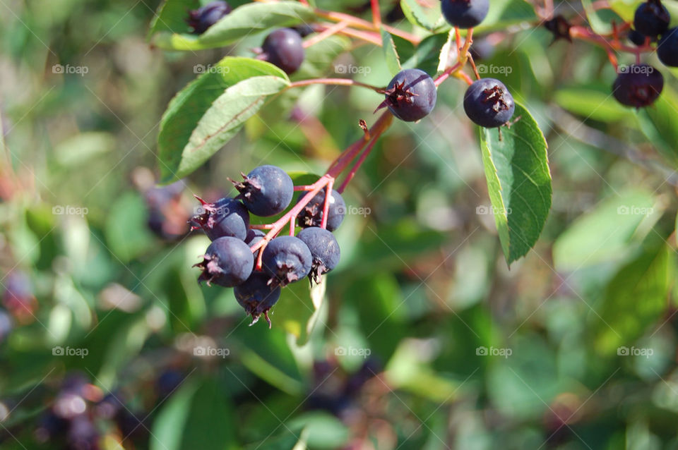 Blueberries Sweden