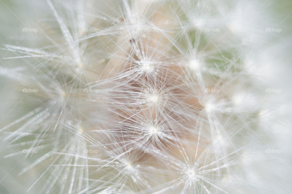 Dandelion petals macro shooting