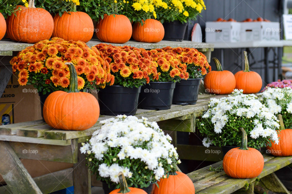 Rows of potted mums and pumpkins on display outdoors