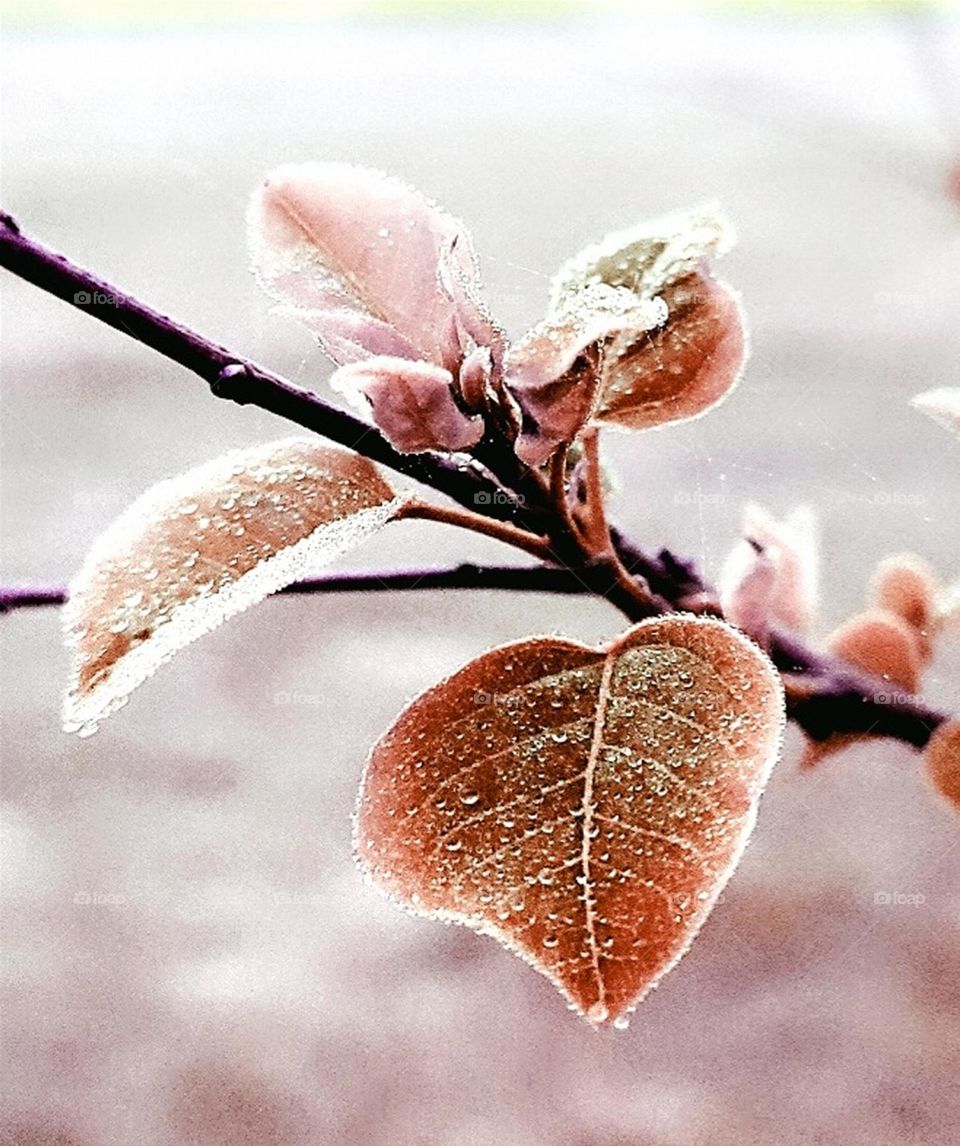 New growth of spring.