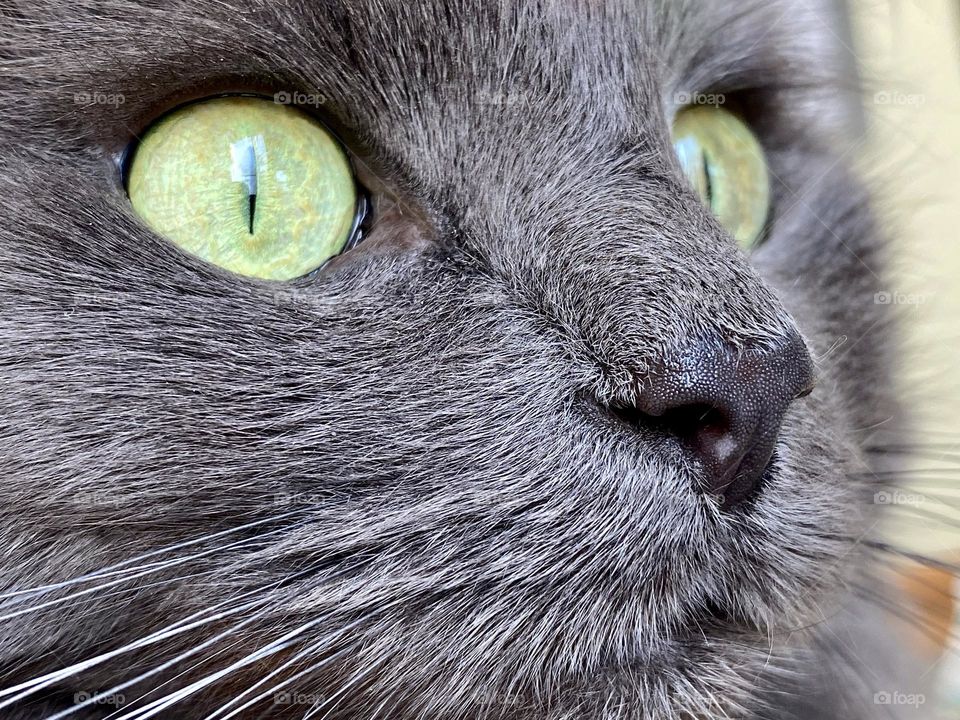 Close up of the face of a grey cat