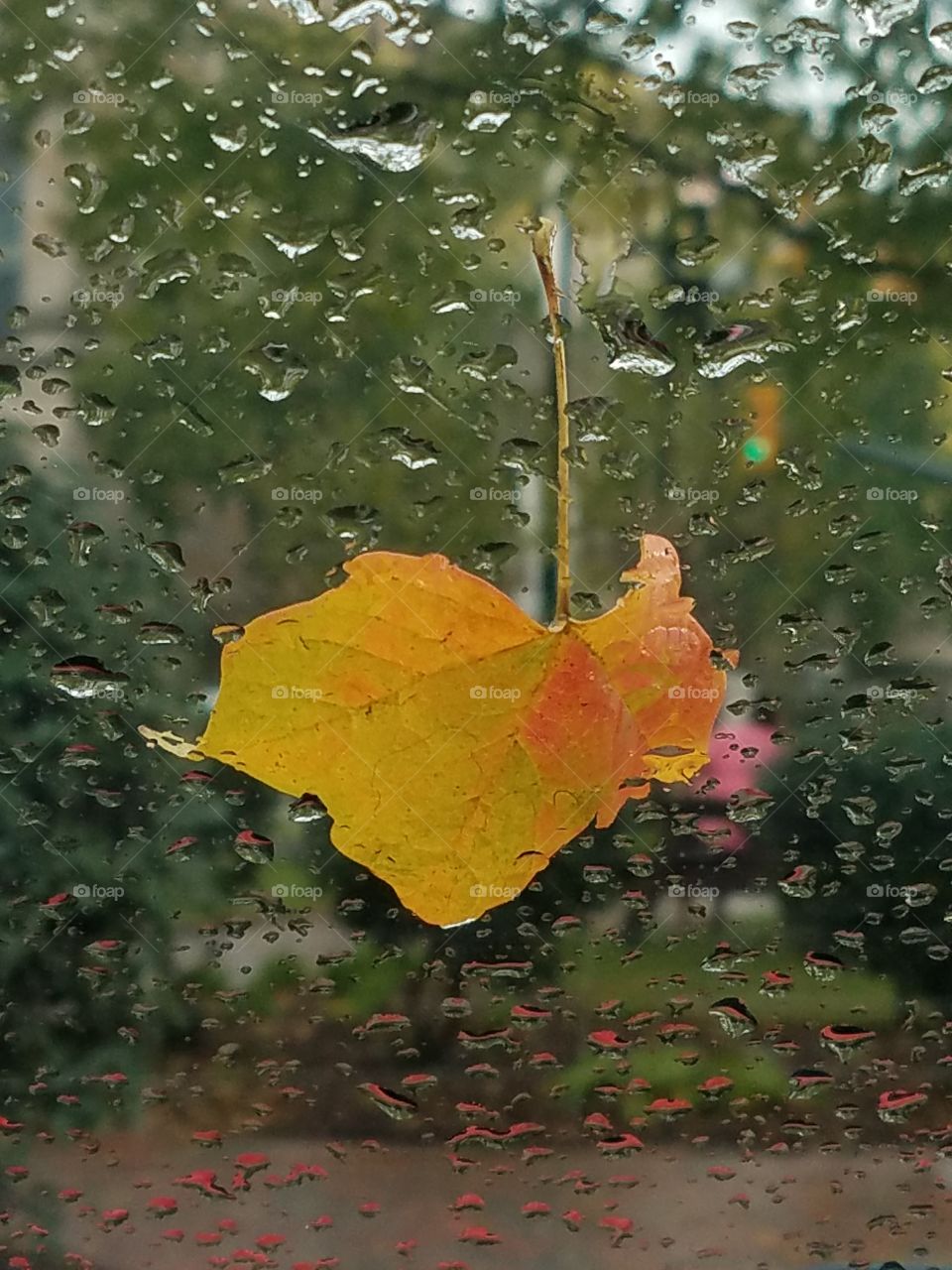 Fall Rain On Glass