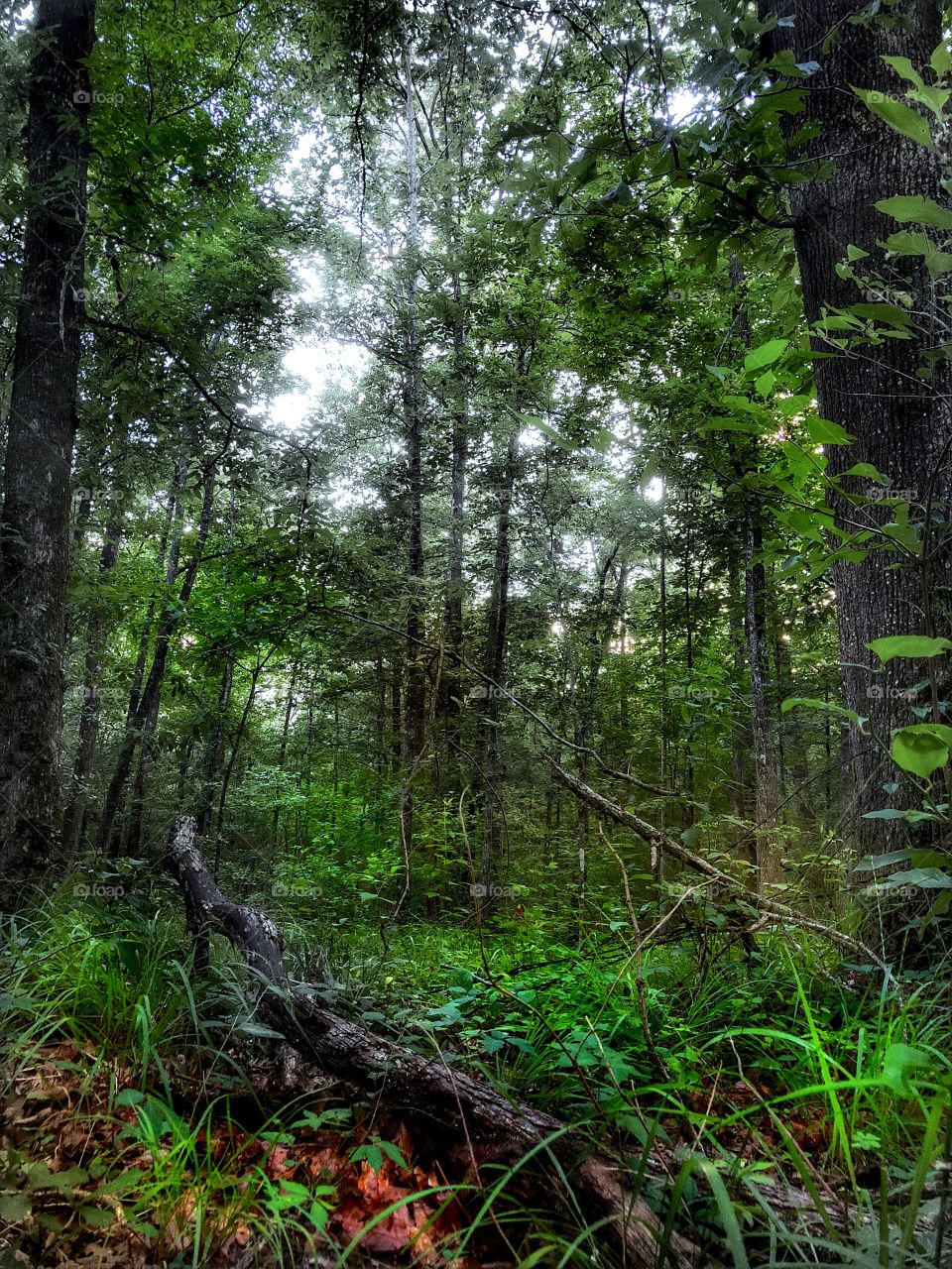 Forest In June