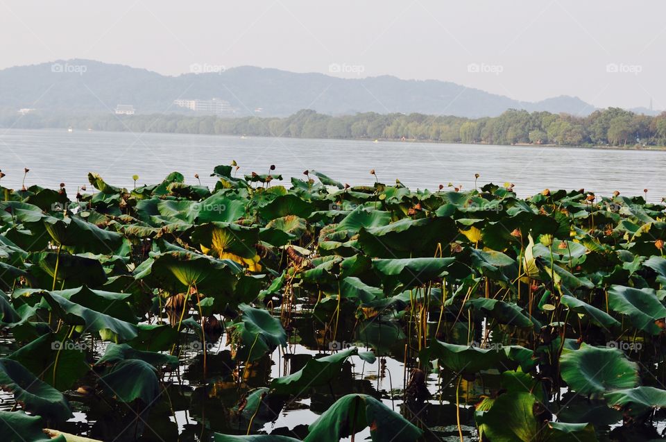 Lake in China 