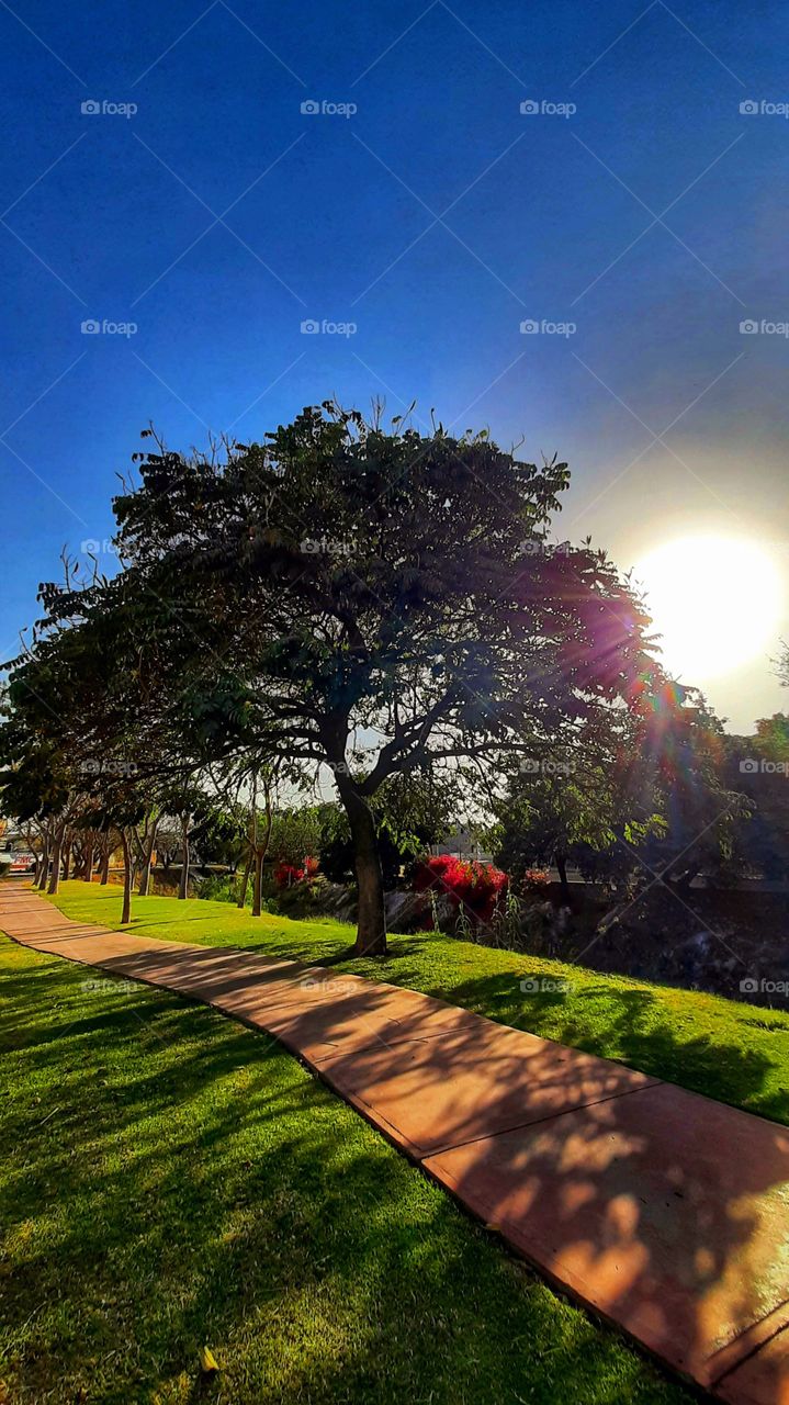 Tree shadow,reflection,seeing double,double,tree,branches,sun,colorful,Green,landscape,nature, park