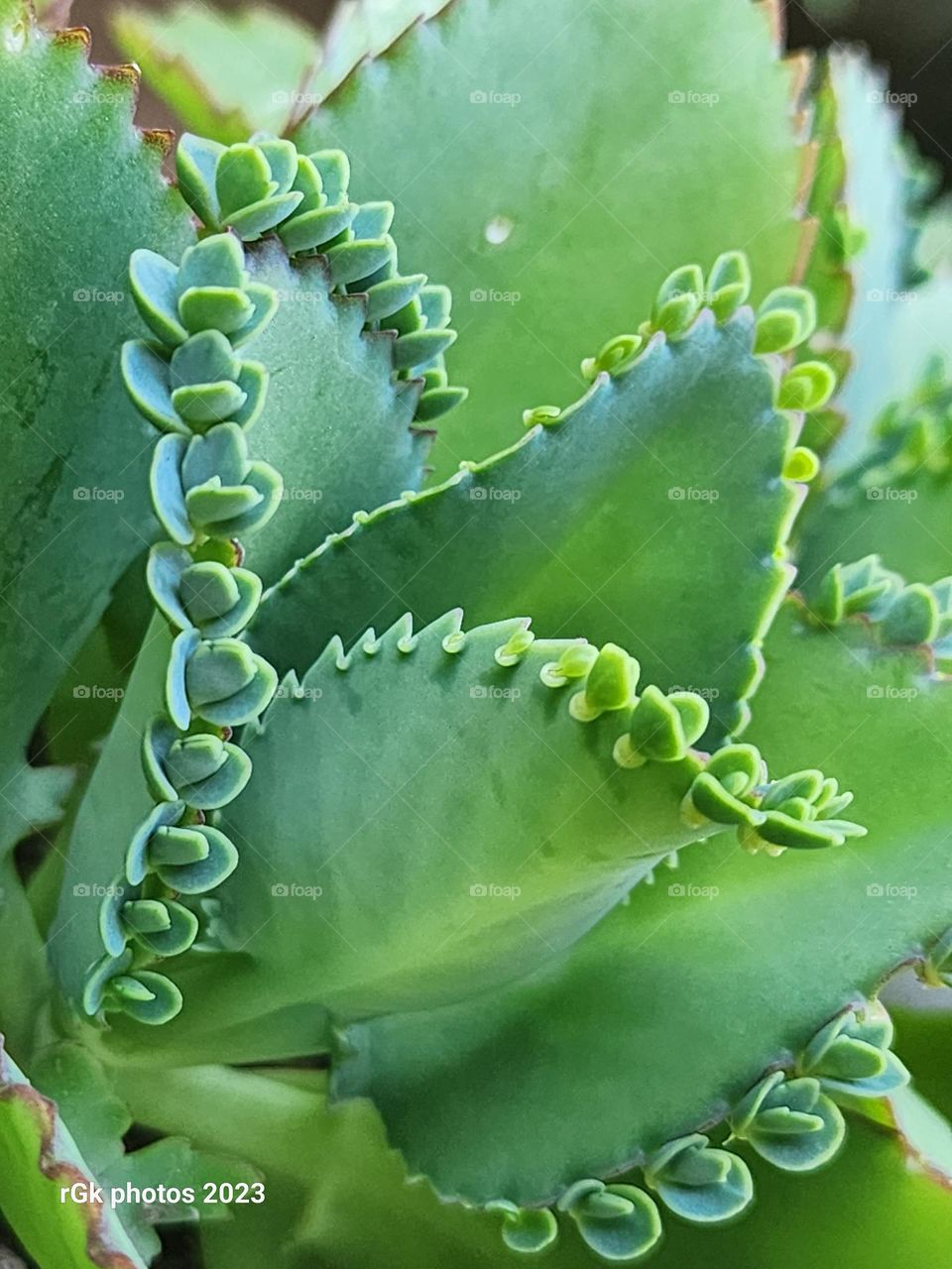 leaf of life and its off spring