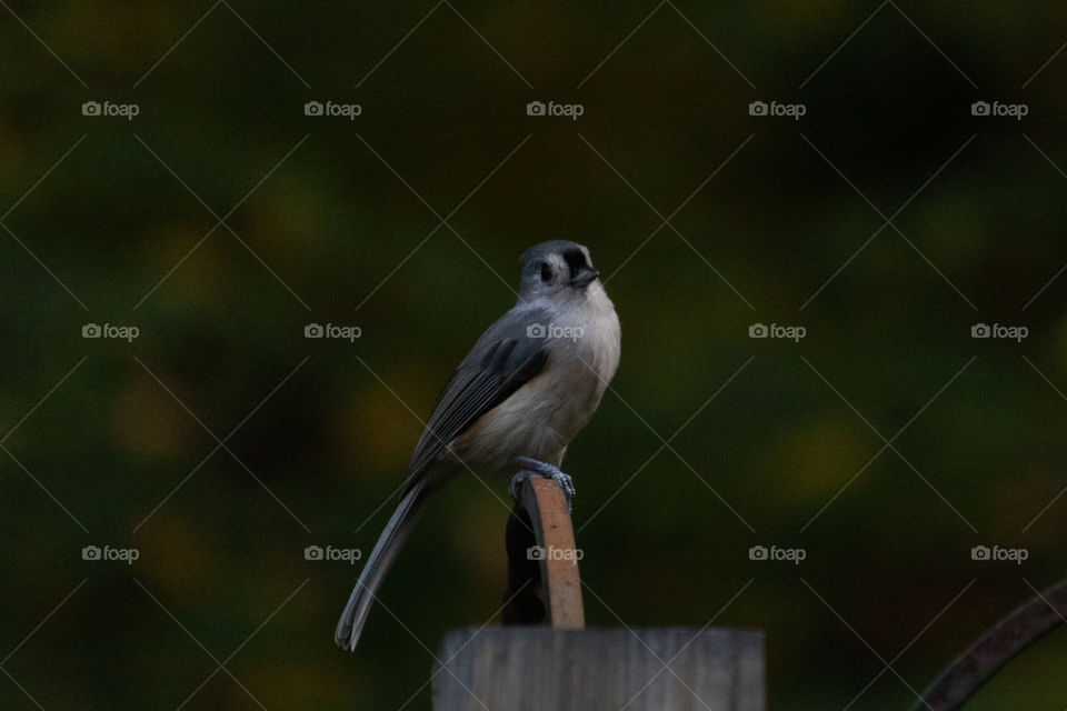 Tufted Titmouse Fancy