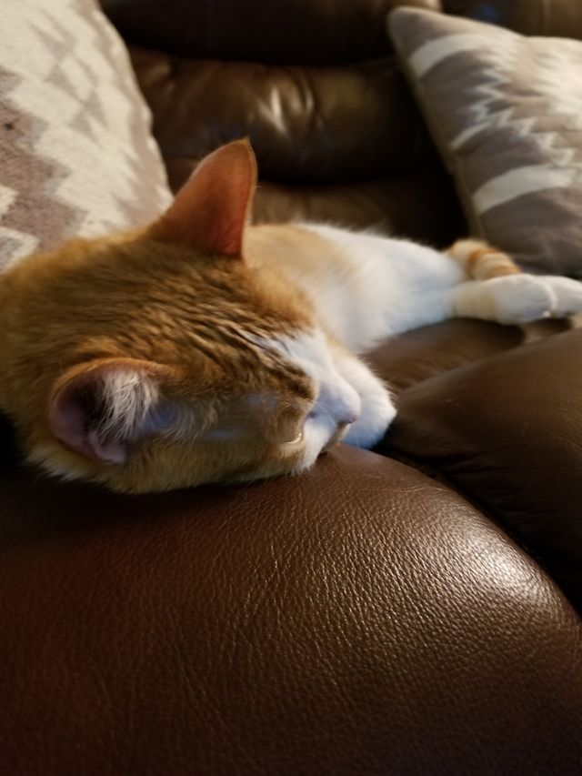 Cats love to relax