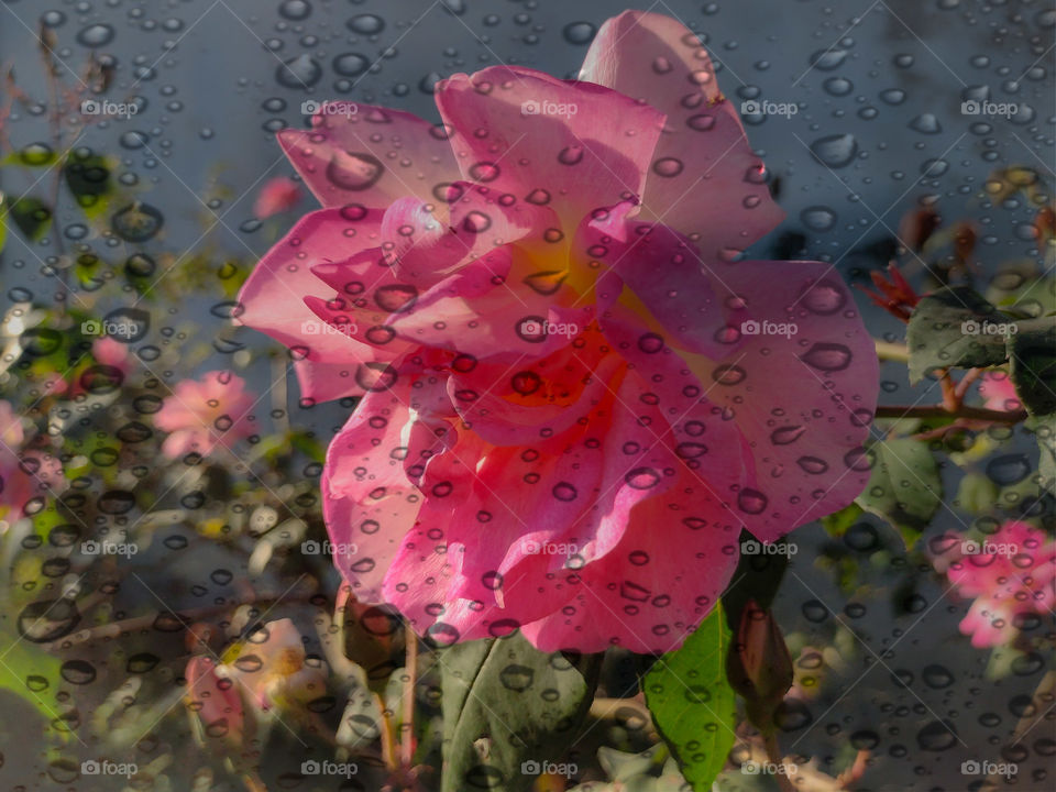 photo of the rose with the cell phone with water drops
