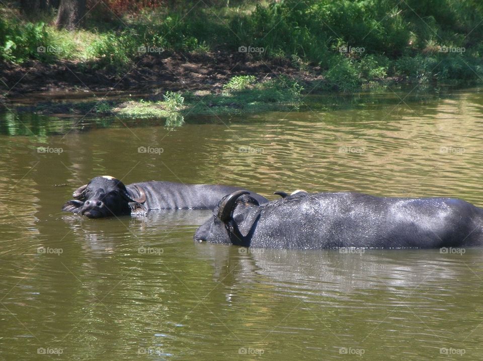Water Buffalo in the water. Photo taken in Bartlesville, OK