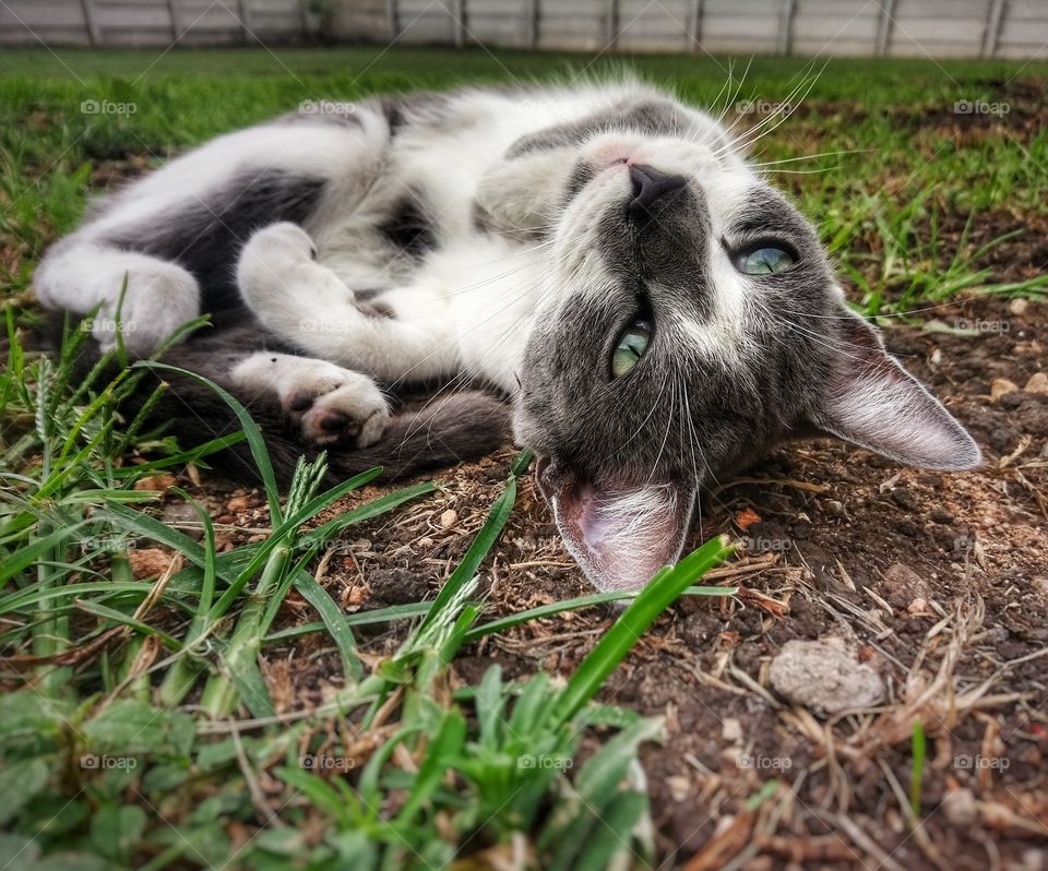 Cat laying on grass with green eyes