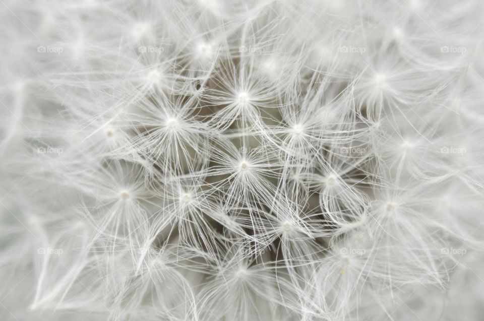 Full frame shot of dandelion