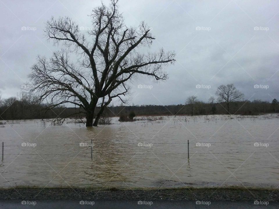 Flooded Oak