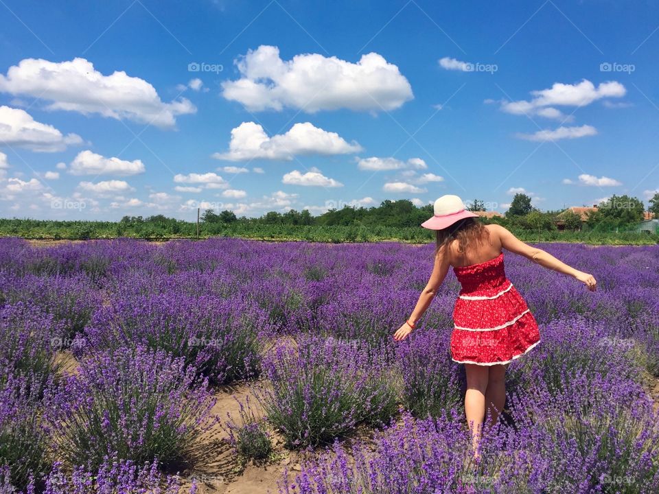 Lavender field