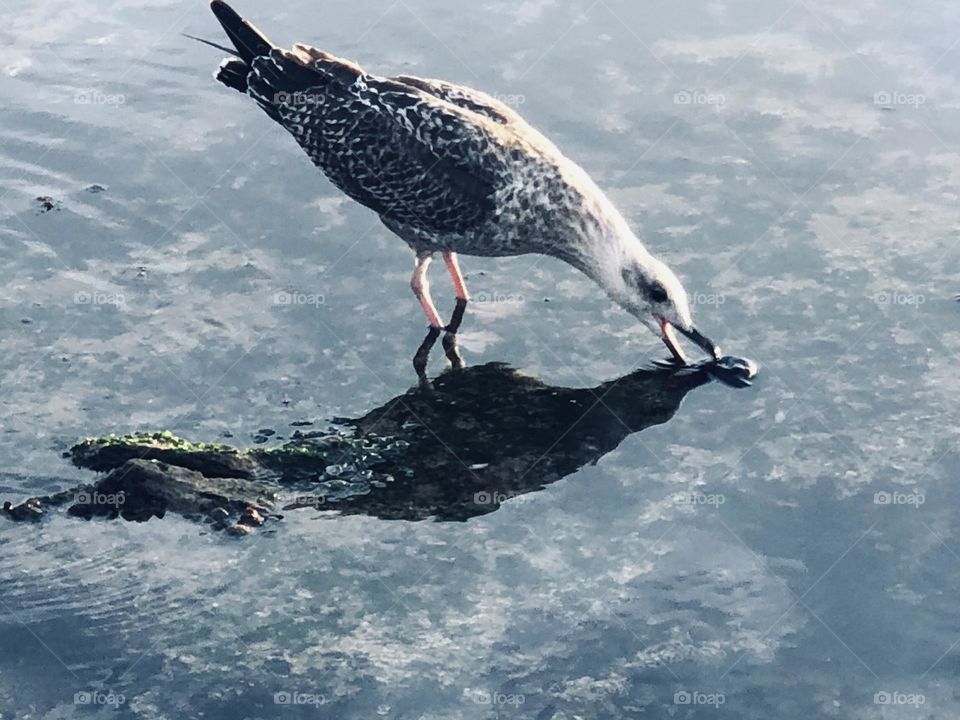 Beautiful seagull and its shadow 
