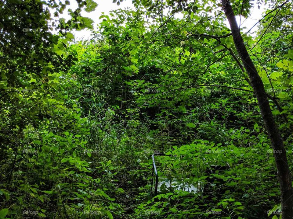 an old desk withing the overgrown bushes