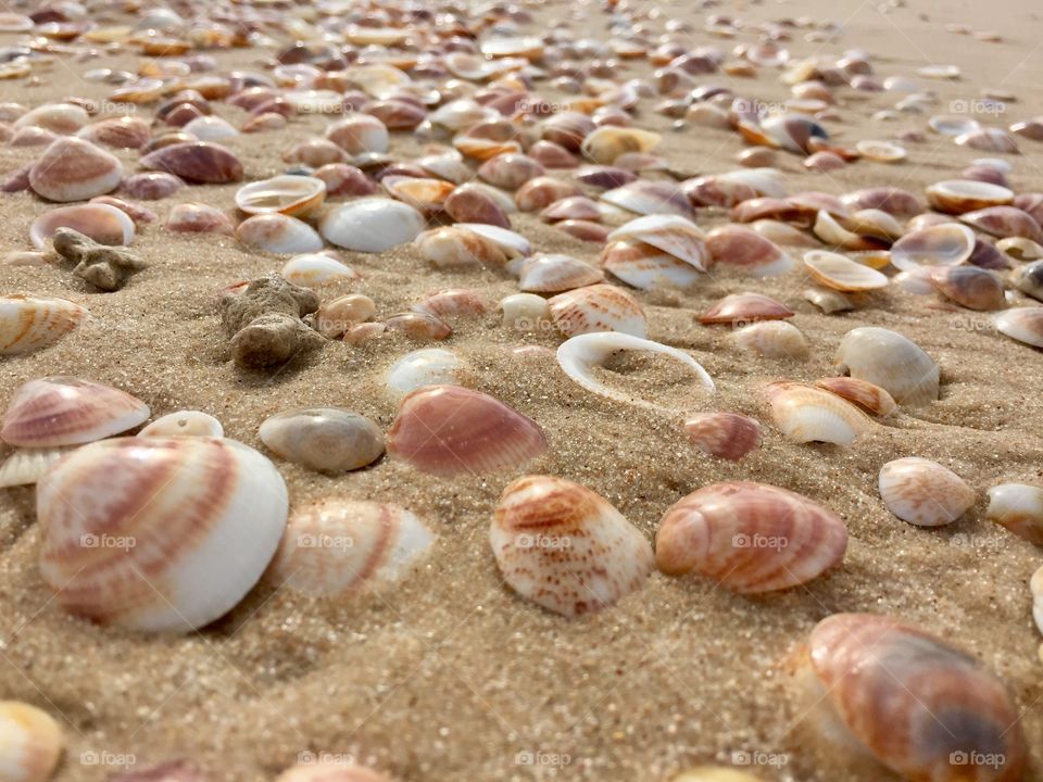 Seashells 