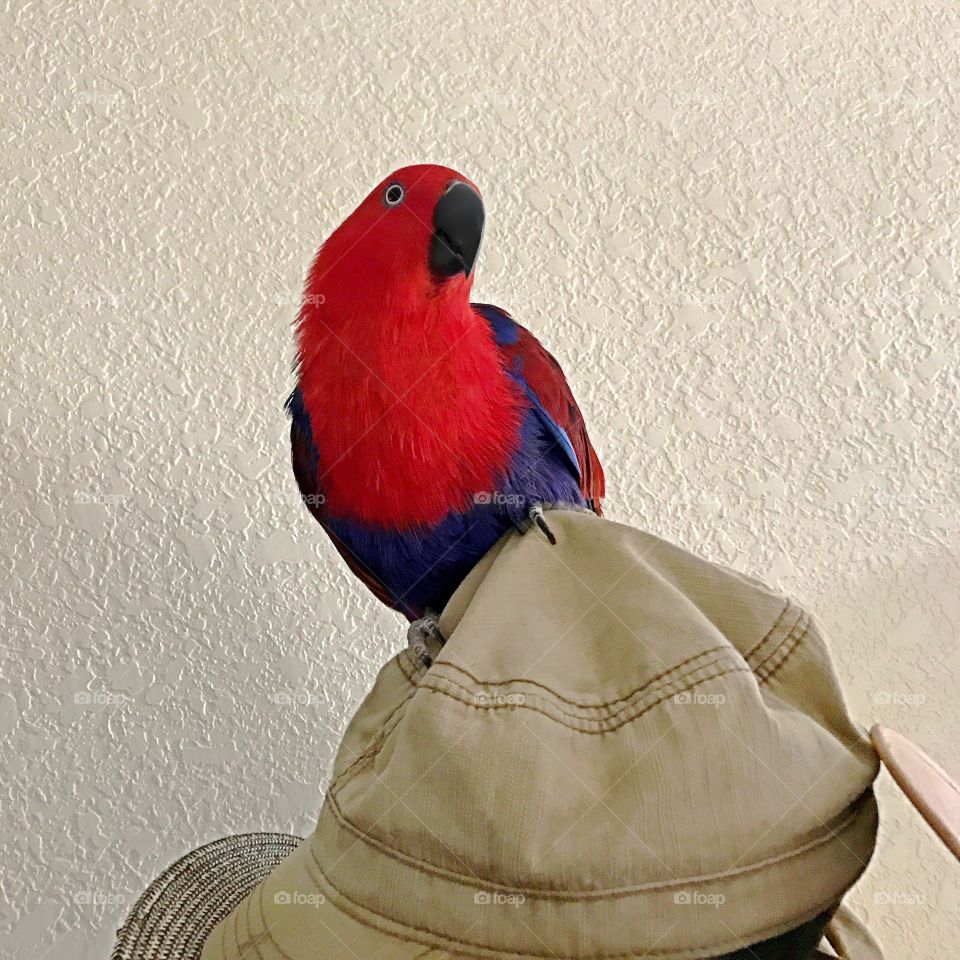 Red parrot on a hat  rack