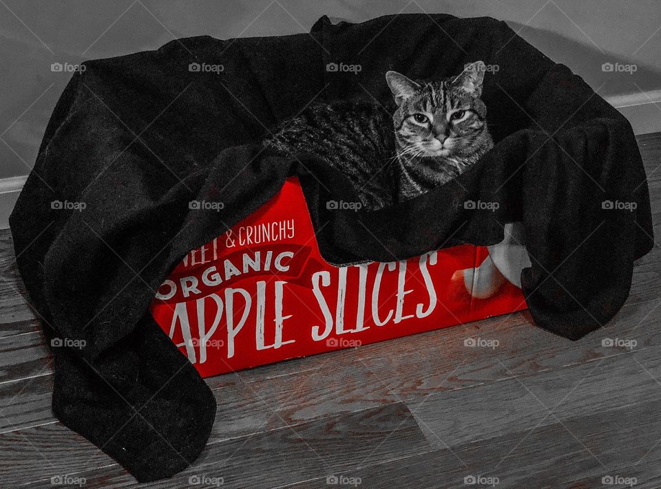 Apple slices cat bed