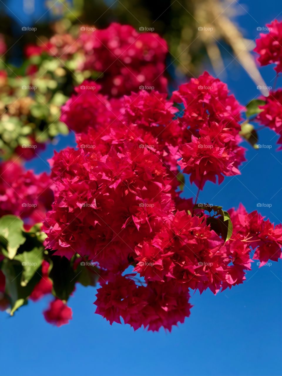 Double bougainvillea 