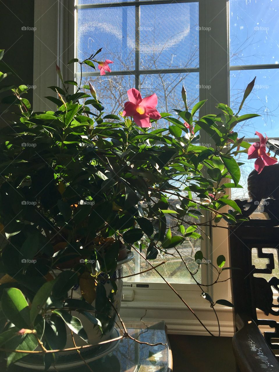 Sunlight on Plant