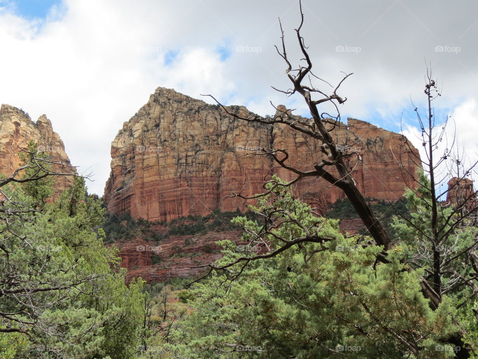 Forest with Red Rock Mountains.