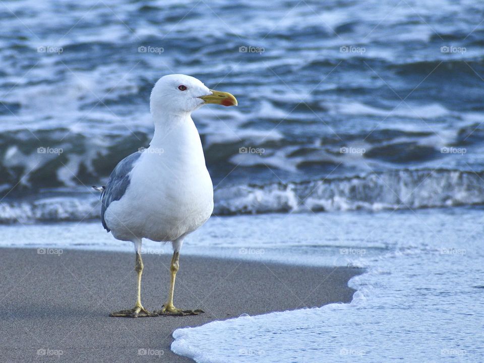 Seagull watching at my camera 