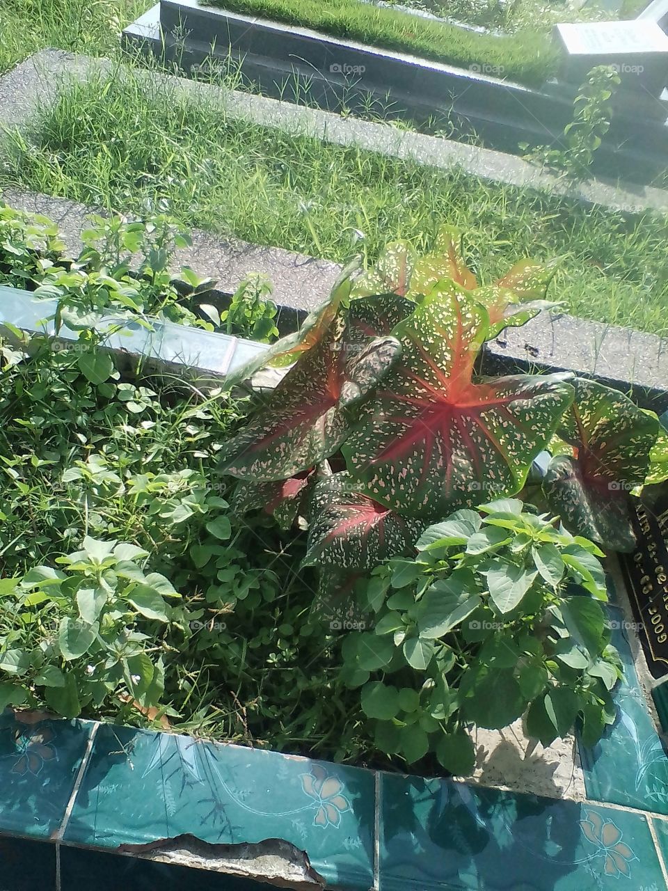 This beautiful leafy plant thrives on the tomb