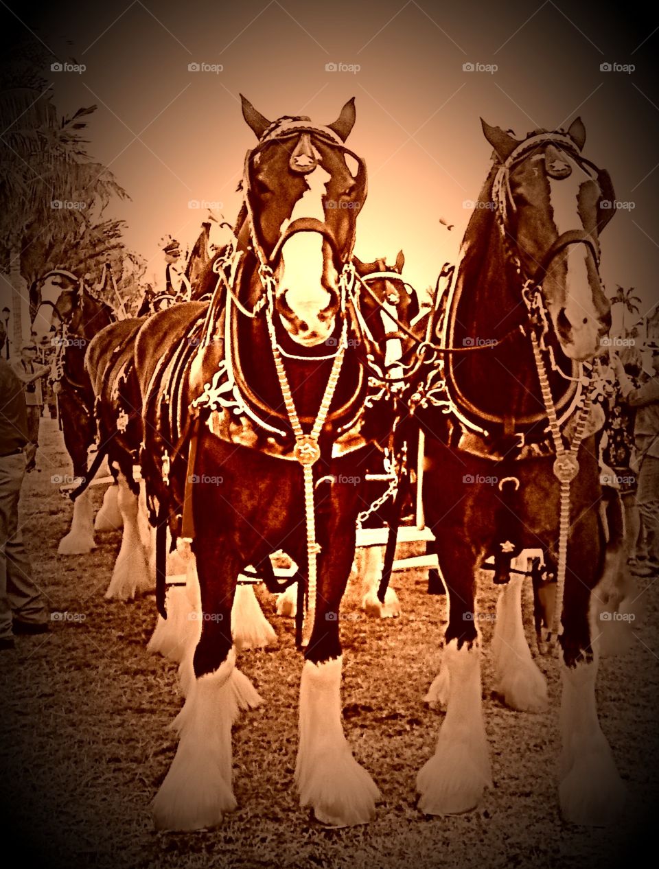 Clydesdale horses
