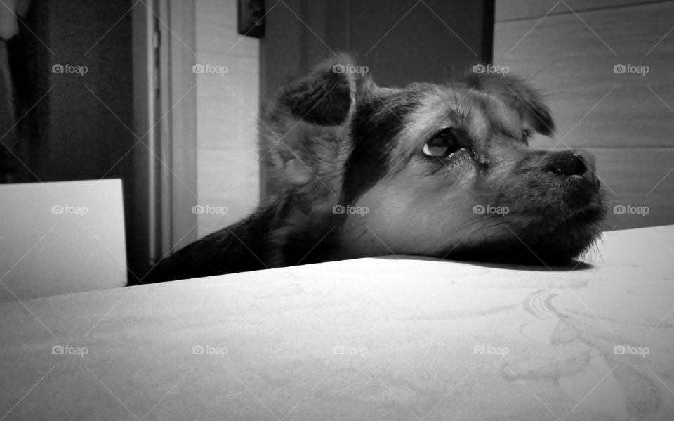 Dreaming with eyes wide opened