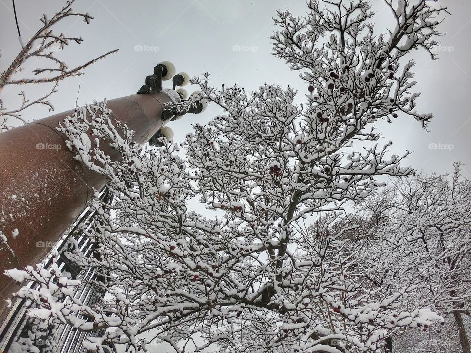 Winter tree