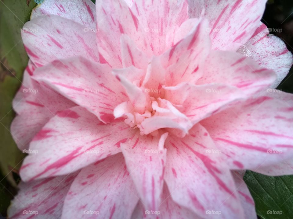 Full frame of pink flowers