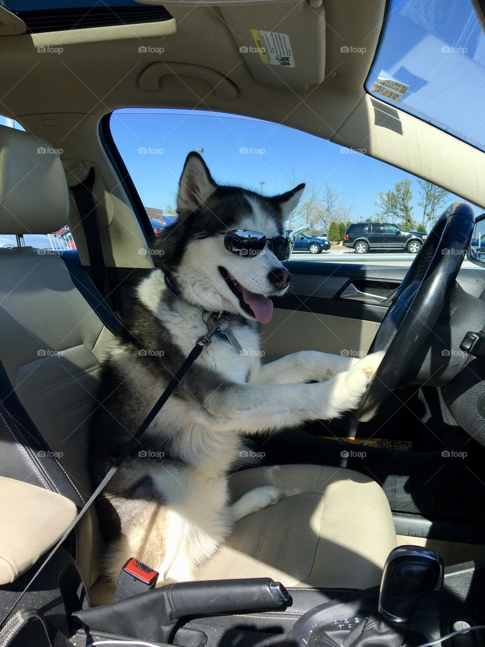 Siberian husky being cool and taking the wheel