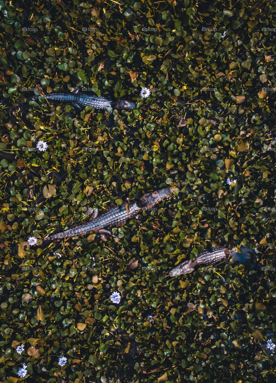 Brazilian Crocodiles 