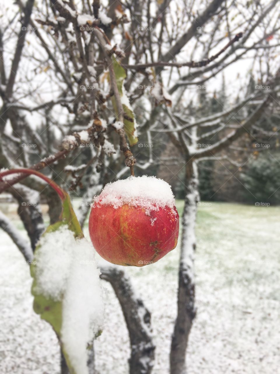 Apple in snow 