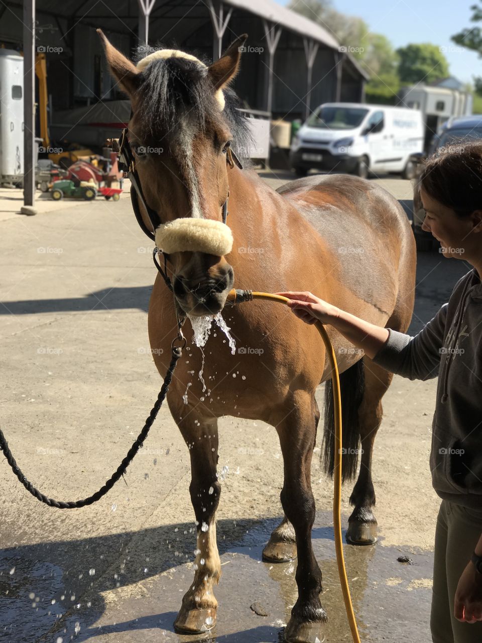 Horse drinking water from tap.