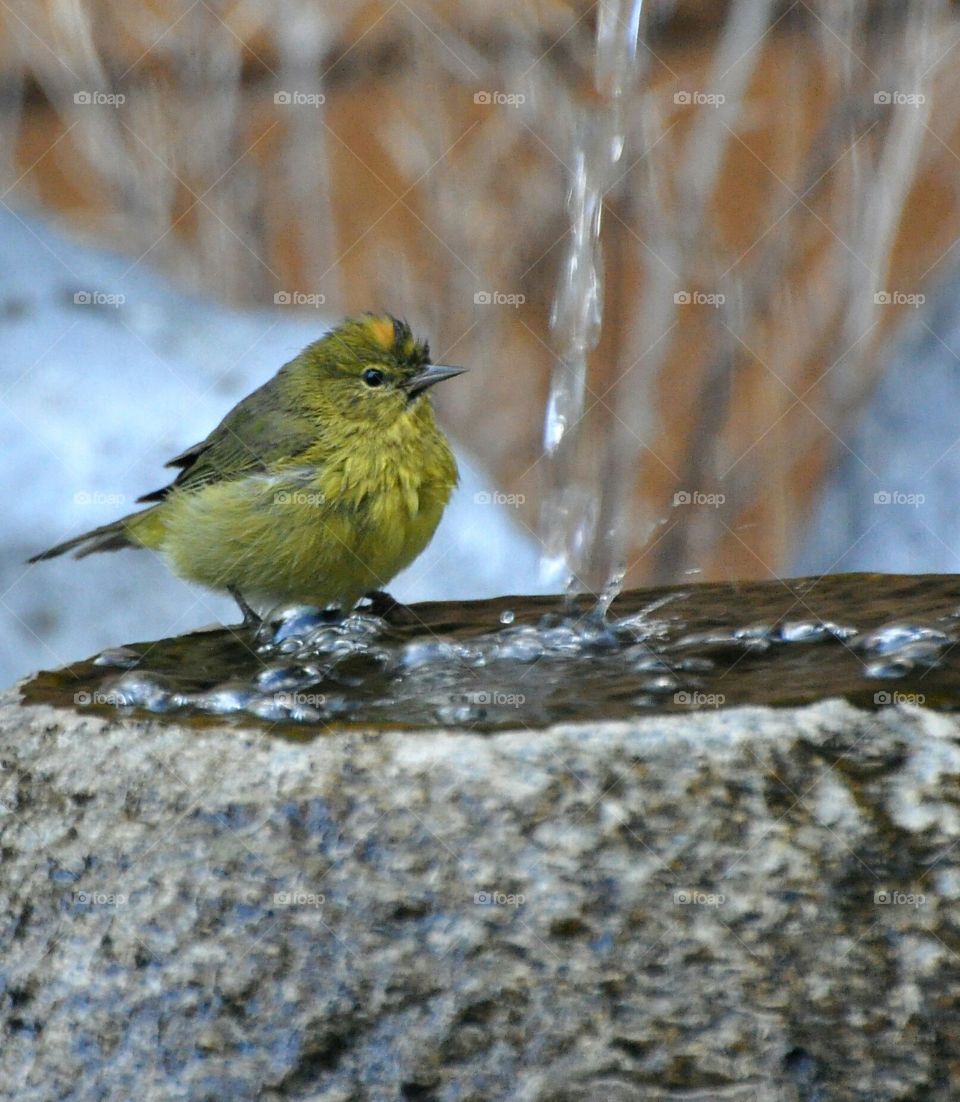 Bathing bird