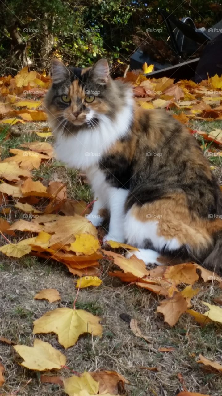 Cat, Mammal, Cute, Fur, Animal