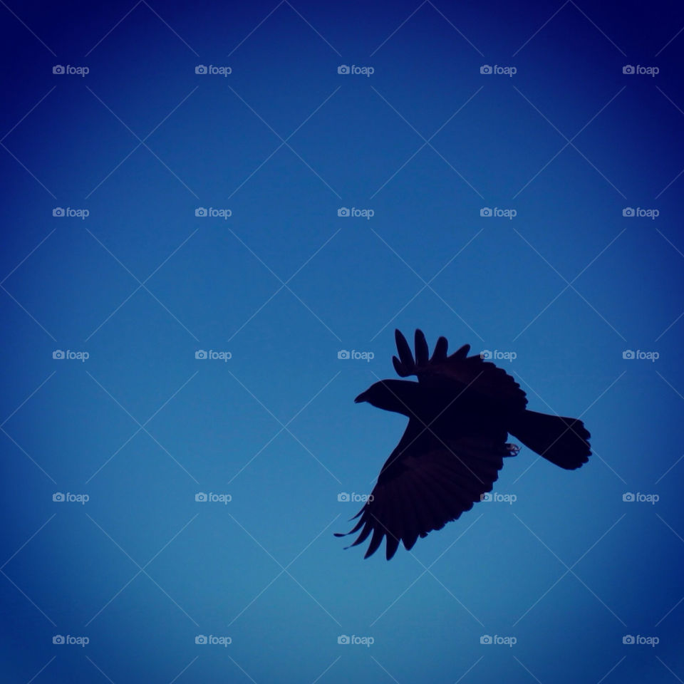 Hawk flying across blue sky