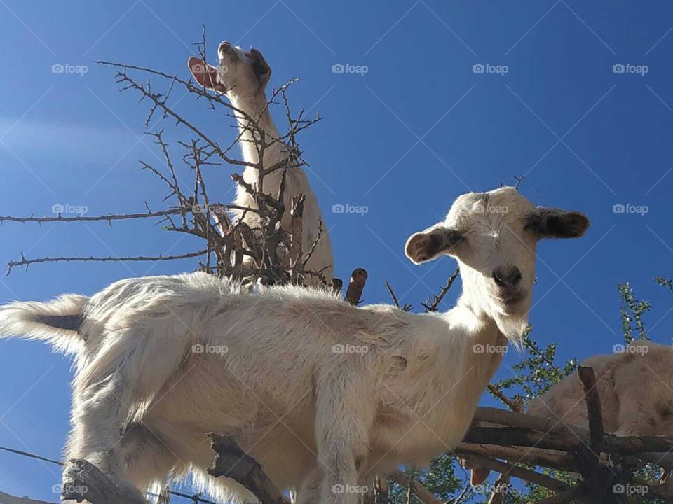 Group of goats on argania spinosa tree.