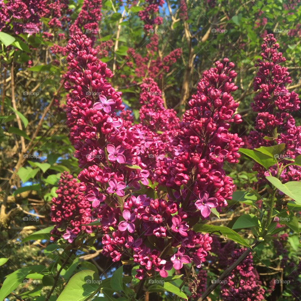 Lilac blossoms flowering