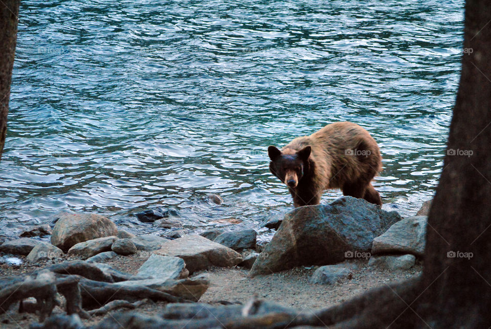Hungry bear hunting for food at the lake