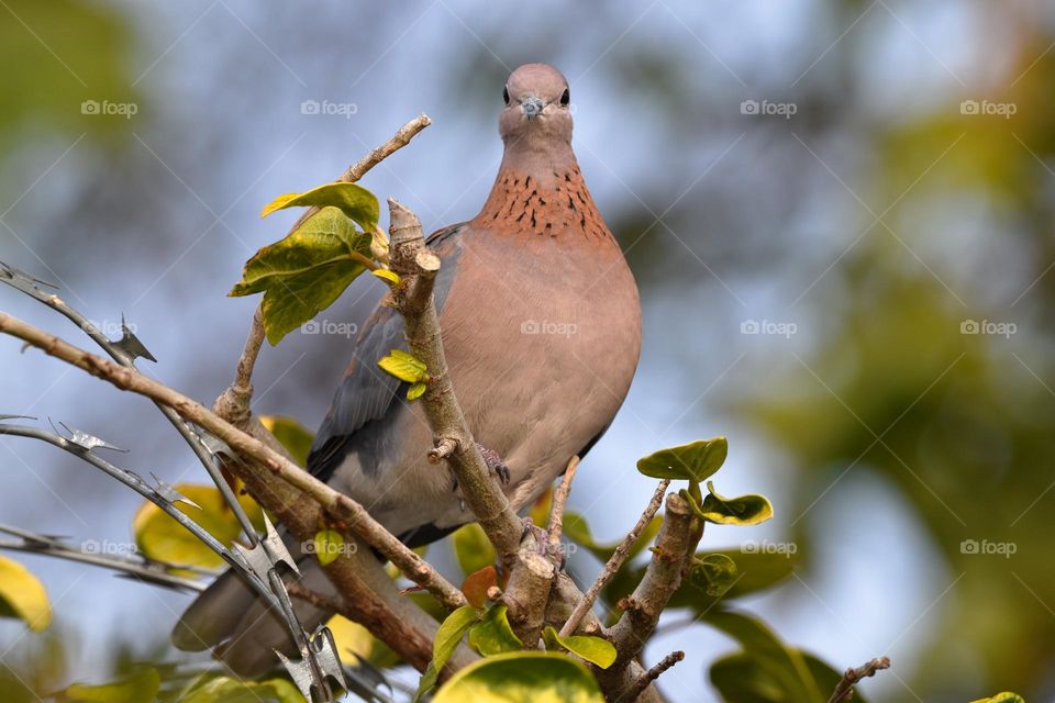 African Laughing dove sitting on the white wood fence in the garden 