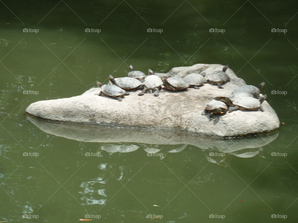 turtles in a japanese garden