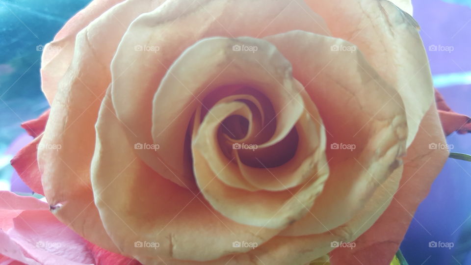 rose