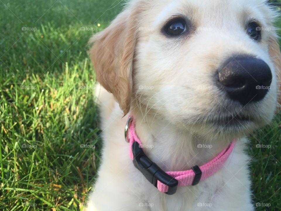 Golden retriever puppy 