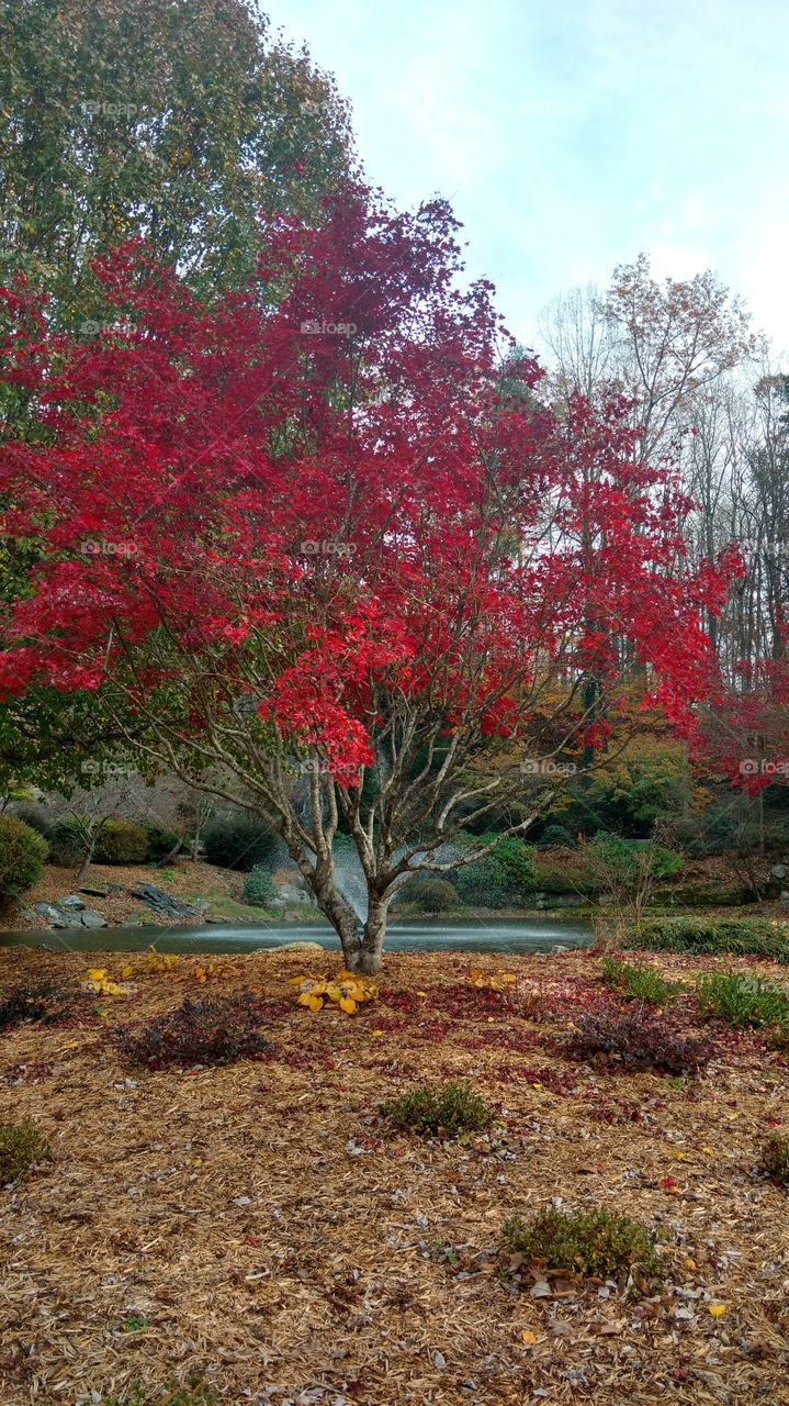 Maple tree with red leaves in the fall